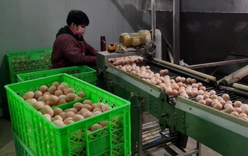 武清區農副產品供應充足，全力保障百姓生活必需品需求